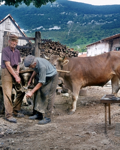 Edi Šelhaus, Podkovanje živine v Podkraju nad Vipavo, 70. leta 20. stol., barvni diapozitiv, Muzej novejše zgodovine Slovenije